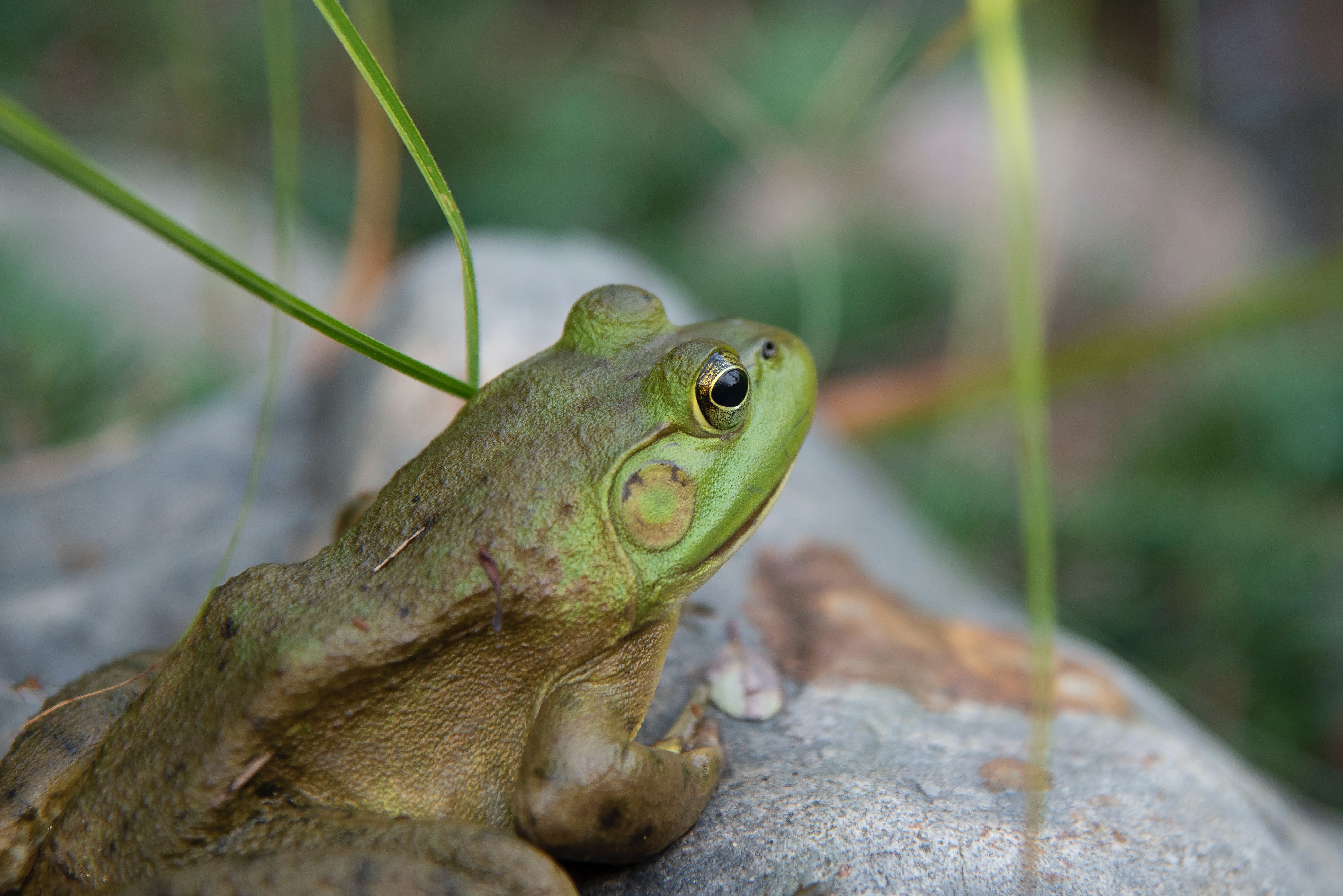 frog in a pond